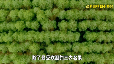 菠萝和凤梨是一样的吗，菠萝和凤梨是一样的吗图片（凤梨还能做罐头）