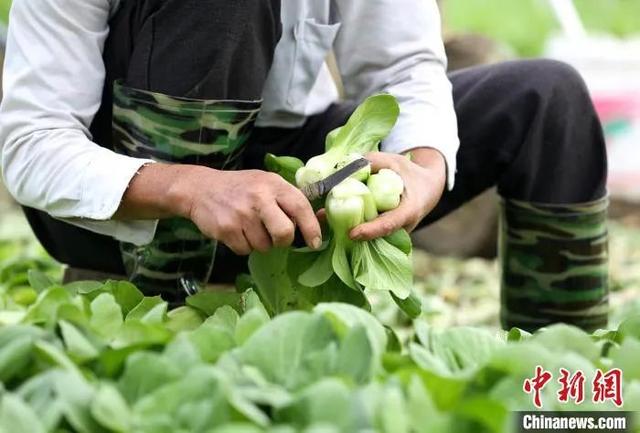 瓢儿白是什么，瓢儿白的学名（油菜、上海青、瓢儿白、鸡毛菜……竟然都是一种菜）