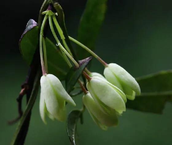 鲜花的花语和花的数目的寓意，鲜花数量的寓意（100种迷人的“数字花”）