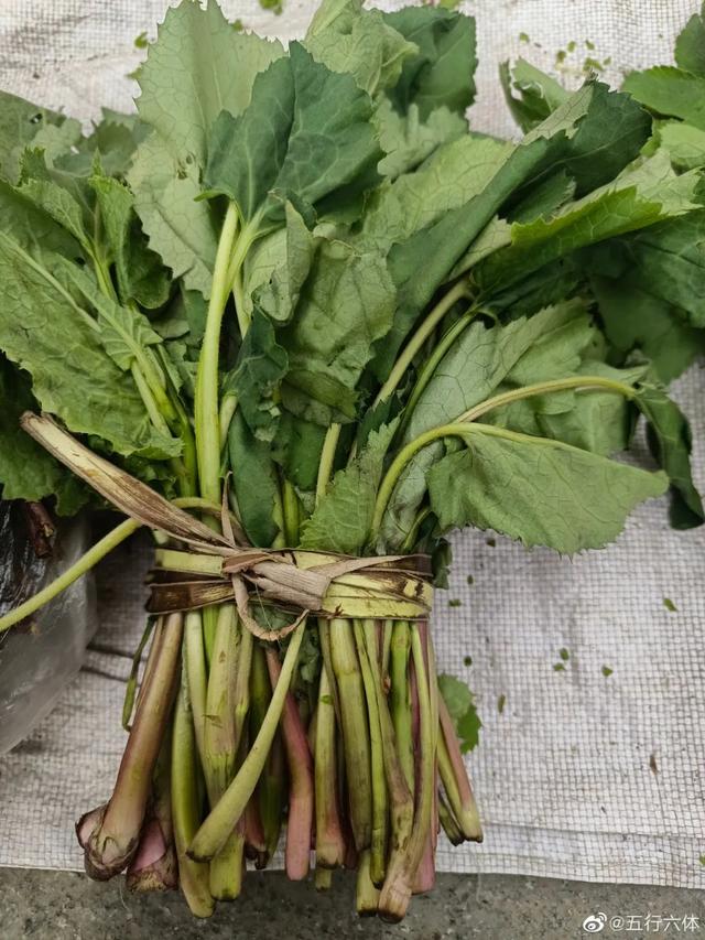 峨参叶的功效与作用,中药峨参的功效与作用(东北早市"山野菜"21种)