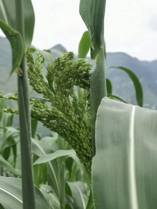 什么的高粱，正是河谷高粱扬花时