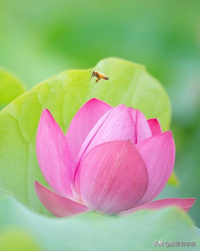 荷花拍照10个技巧，帮你把荷花拍得不一般