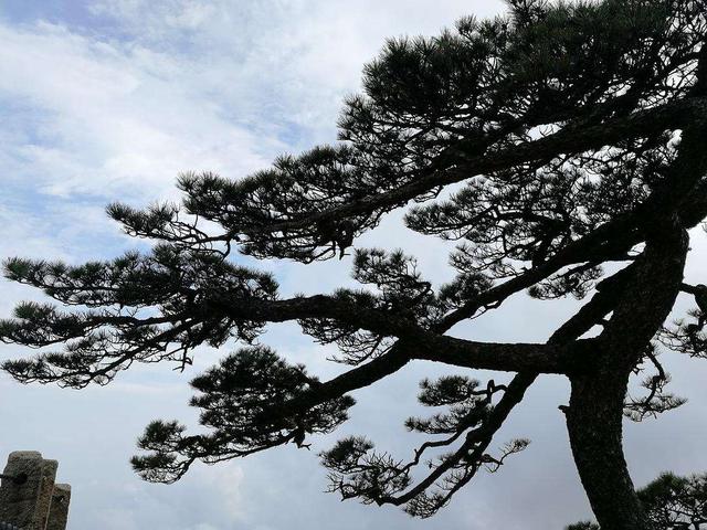 描写风的诗句有哪些，描写风的诗句有哪些一年级（最著名的8首“风之诗”排行榜）