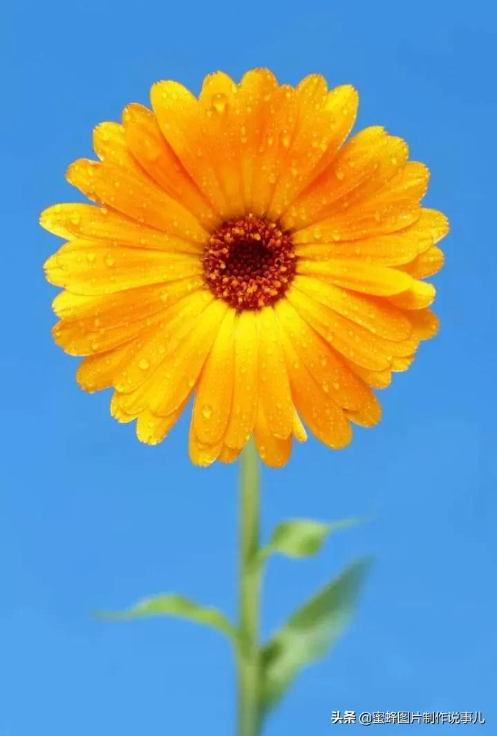 五彩缤纷图片,壁纸美图,百花盛开,争芬斗艳,五彩缤纷
