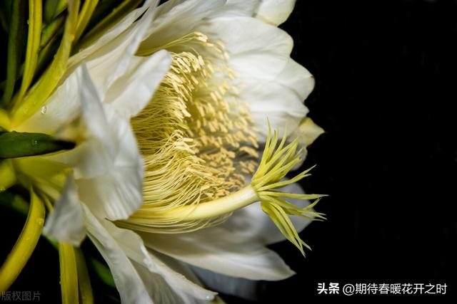 昙花的花语和象征意义，昙花的花语和象征意义是啥（昙花-寓意抓住机遇）