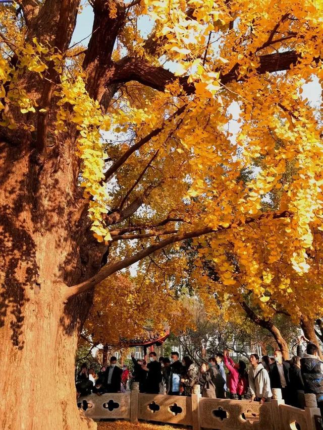 秋天银杏十大绝美诗句，咏上海001号古银杏树