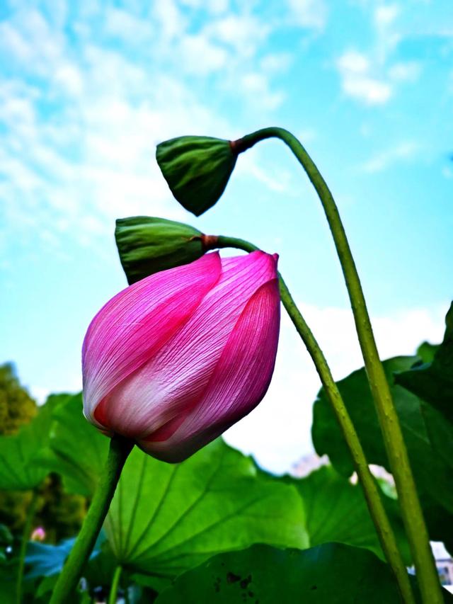 夏天荷花的描写，描写夏天荷花的景色（夏日荷花別样美）