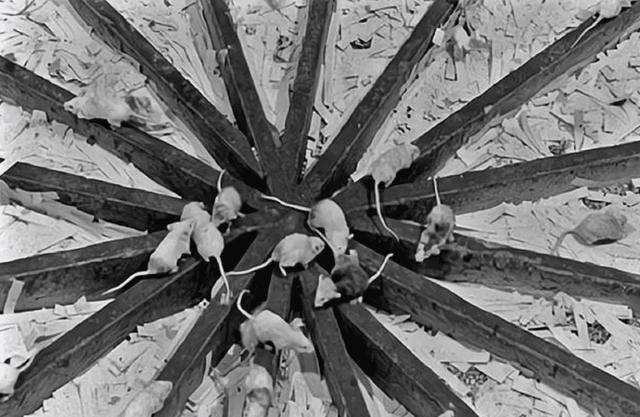 小白鼠多少钱一只，小白鼠（美国将8只白鼠放进“乐园”）