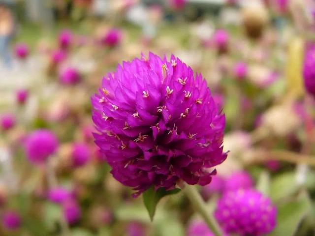 鲜花的花语和花的数目的寓意，鲜花数量的寓意（100种迷人的“数字花”）
