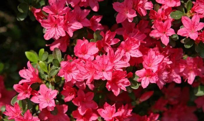 Lrim0 Dg31ie M Lrim0 Dg31ie M