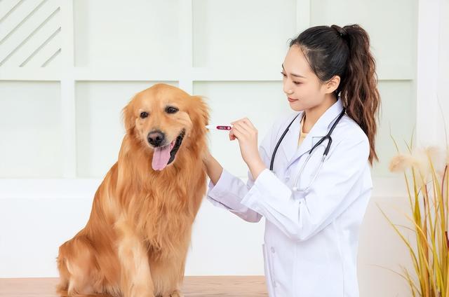 动物医学专业就业前景，动物医学专业就业前景如何（表面听起来很“冷门”的4个专业）