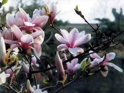 广玉兰（广玉兰花），在园林绿化中常见的几种玉兰花（玉兰花 广玉兰）