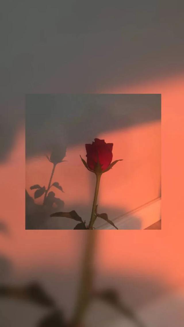 玫瑰花图片背景超拽图片
