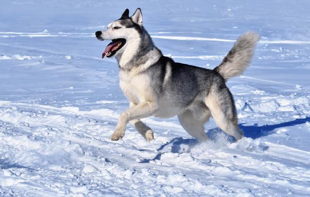 哈士奇犬个性特征，若“哈士奇”有这些特征