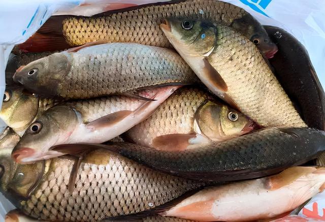 黄花鱼是深海鱼吗，带鱼黄花鱼是深海鱼吗（菜市场看见千万别手软）