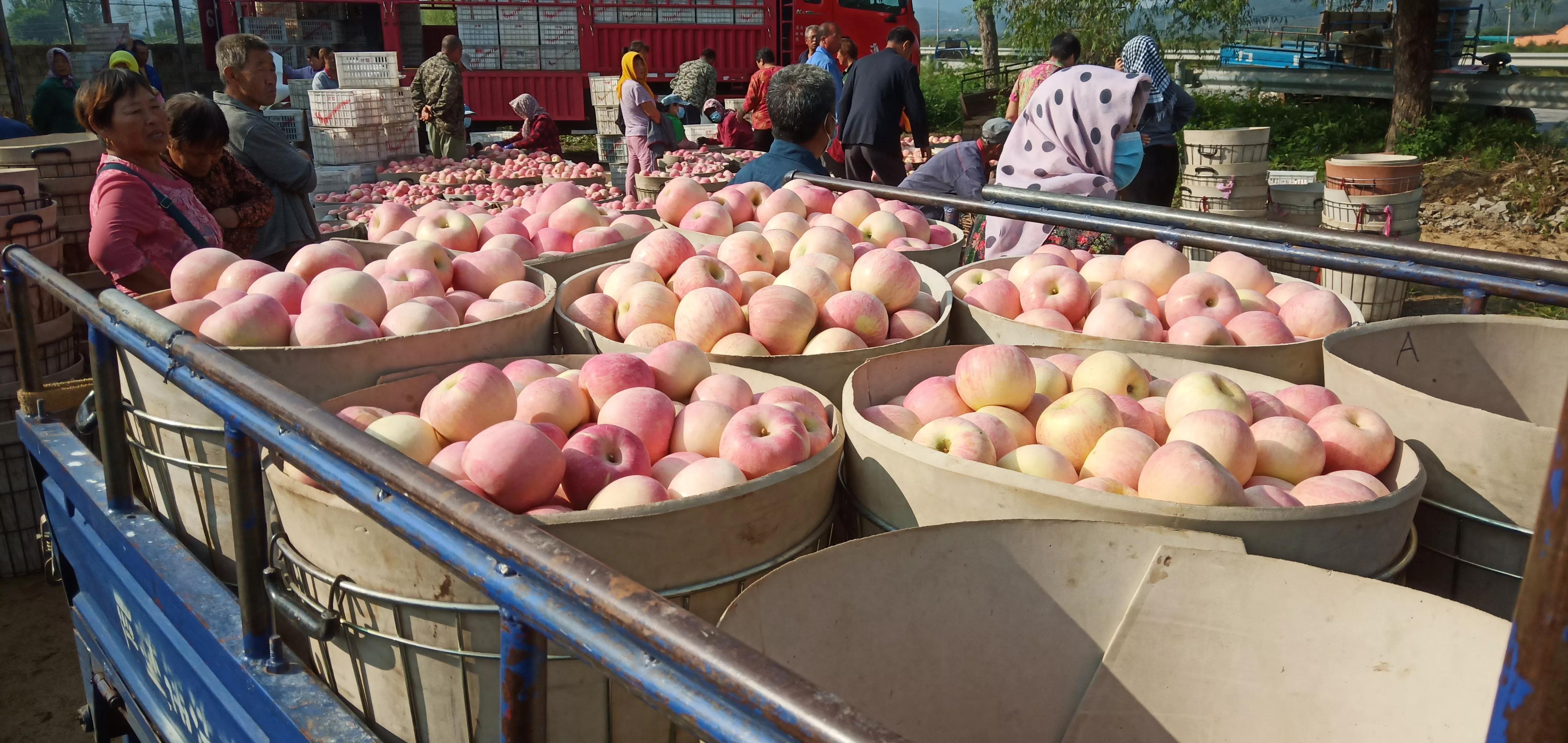 红色之爱苹果目前市场价多少钱，红色之爱苹果苗多少钱一棵（红将军苹果收购价格前高后低）