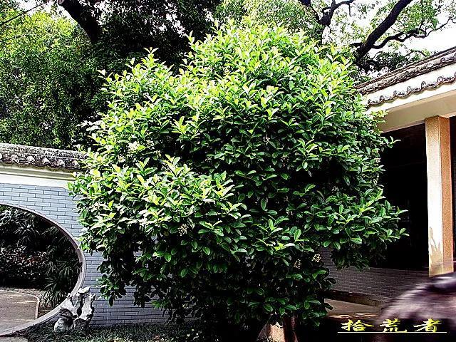 珊瑚树（珊瑚树开花，珊瑚树开花，似动漫画的枪战图（绿珊瑚开花）