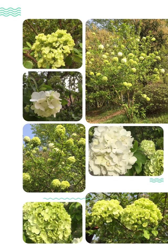 西府海棠的花语和寓意，西府海棠的花语和寓意是什么（钟山*雨花台*玄武湖）