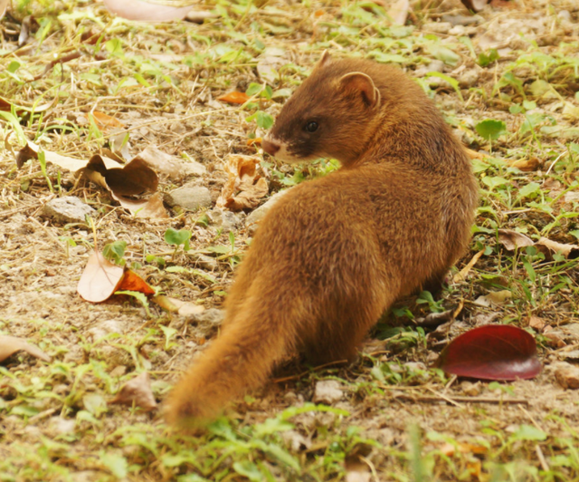 黄鼠狼的天敌是什么，黄鼠狼的天敌是什么?准确点吧（狡猾的黄鼠狼为啥怕大白鹅）