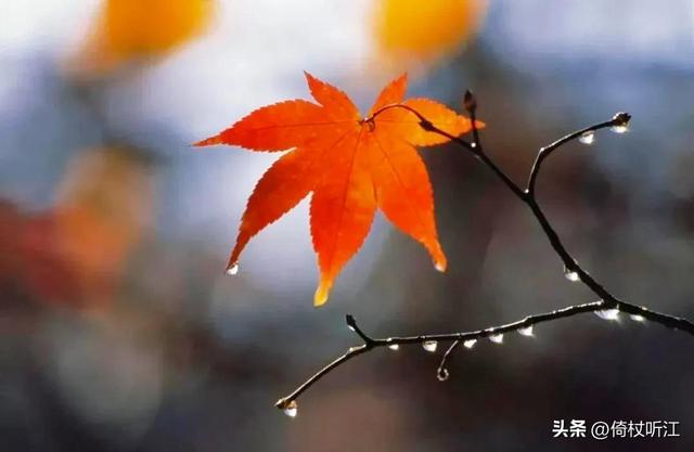 无奈梧桐兼细雨美文，梧桐更兼细雨作文600字（散文，一雨知秋深）