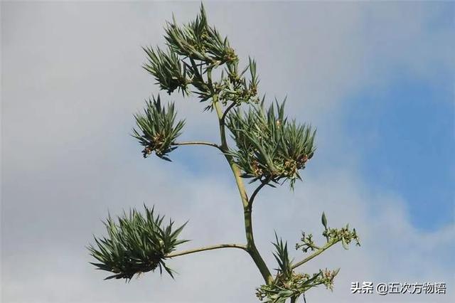 五蠹是哪五个，指的是哪五蠹？之首是儒术吗（中国麻类作物大全）