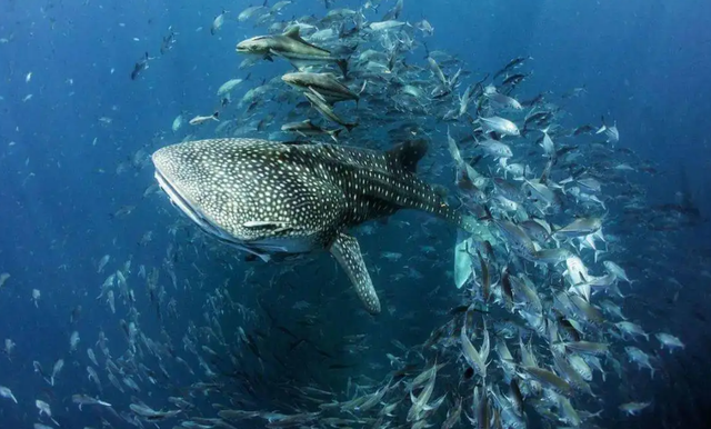 10000米恐怖深海鱼图片，恐怖的深海鱼类（海底一万米到底有多么恐怖）