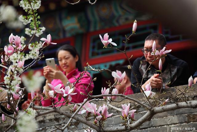 院里种什么树对风水好，农村院子里种什么树风水好