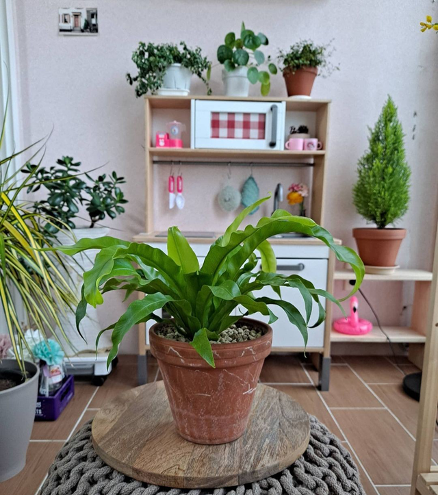 室内植物100种大盆栽，室内大盆栽植物如何养护（100种“吉祥花”）