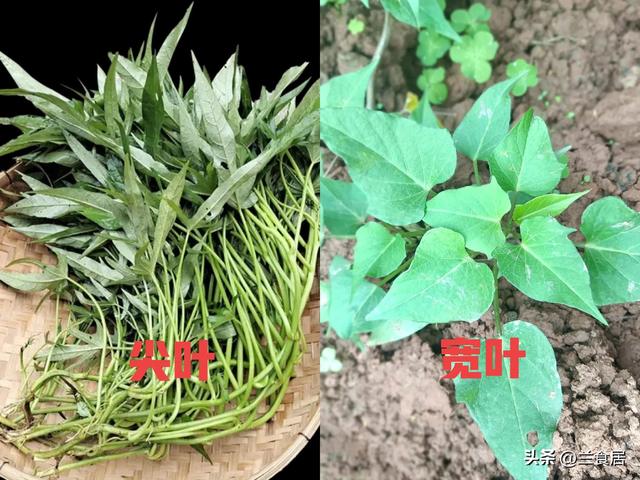 甘薯和红薯有什么区别，要区分“圆叶”和尖叶
