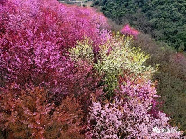 云南花海旅行记，春天，来云南与七彩花海相遇