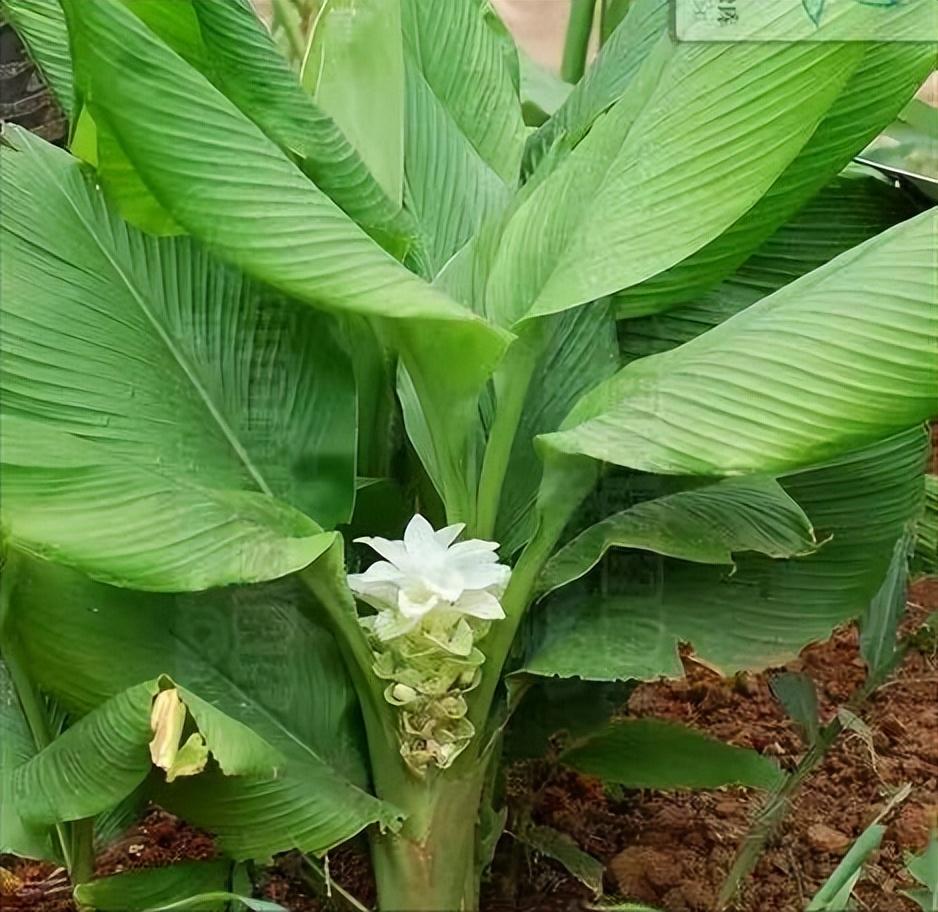 每日一味抗癌中药——郁金,功效行气解郁,清心凉血,利胆退黄