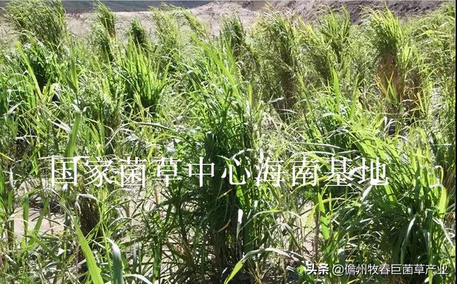 菌草（菌草颗粒饲料，这种“幸福草”为啥如此“香”（菌草有机肥）