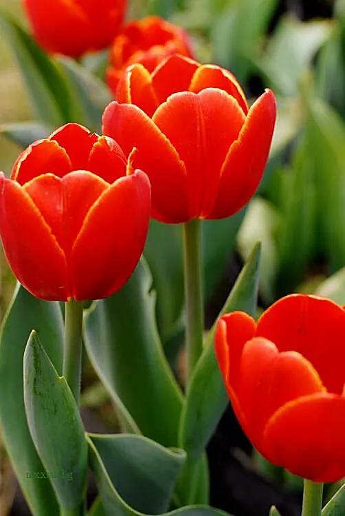 白色郁金香花语，郁金香的花语和传说（世界花后郁金香）