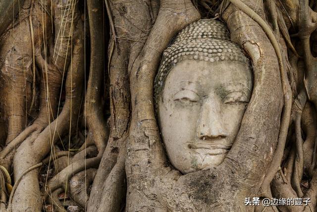桃核怎么种才能发芽，桃核能种出桃树吗（吃完的桃核能种出桃树吗）