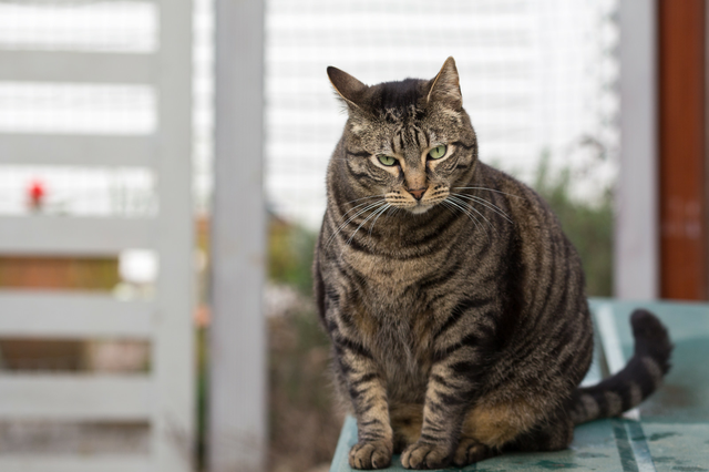 中国狸花猫的品种介绍，我国特有的狸花猫那么忠诚