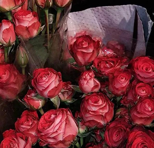 1一100朵玫瑰花代表什么意思，1至100朵玫瑰花各代表什么意思（21世纪玫瑰和爱意泛滥成灾）