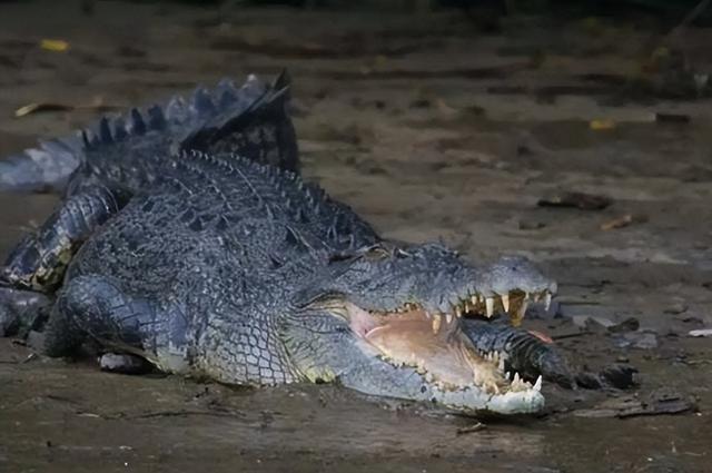 湾鳄是濒危物种吗，湾鳄是保护动物吗（成年湾鳄能长到7米）