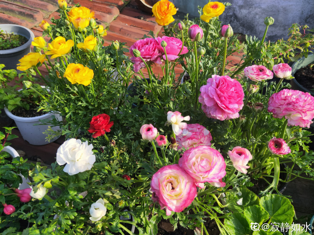 花毛茛如何种植，花毛茛怎么种（比月季还好看、好养）