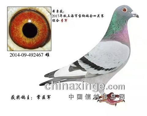 什么鸽子引天落，什么叫天落鸽子（引赛绩鸽修得正果——飞出三关鸽王冠军）