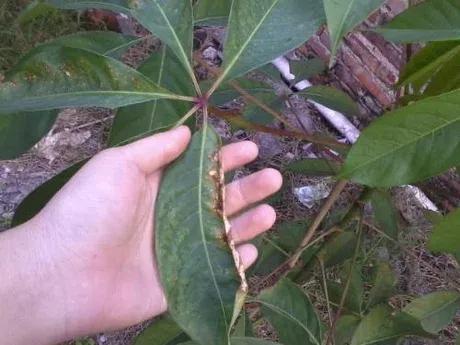 攀枝花是什么花，攀枝花树开的花是什么样子（木棉，极美丽的树种）