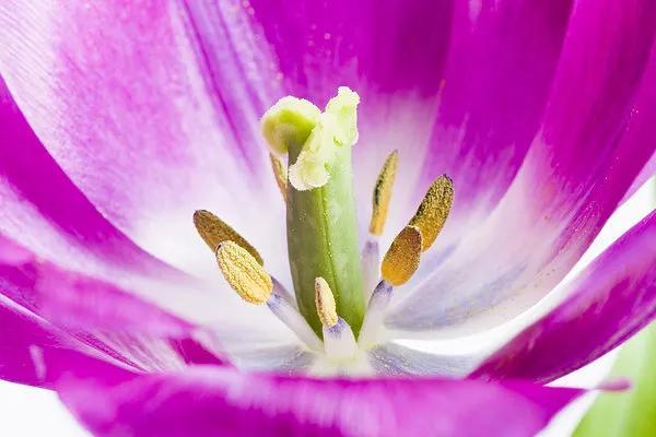 花是植物的什么器官，植物的六大器官是什么（生殖器官的进化）