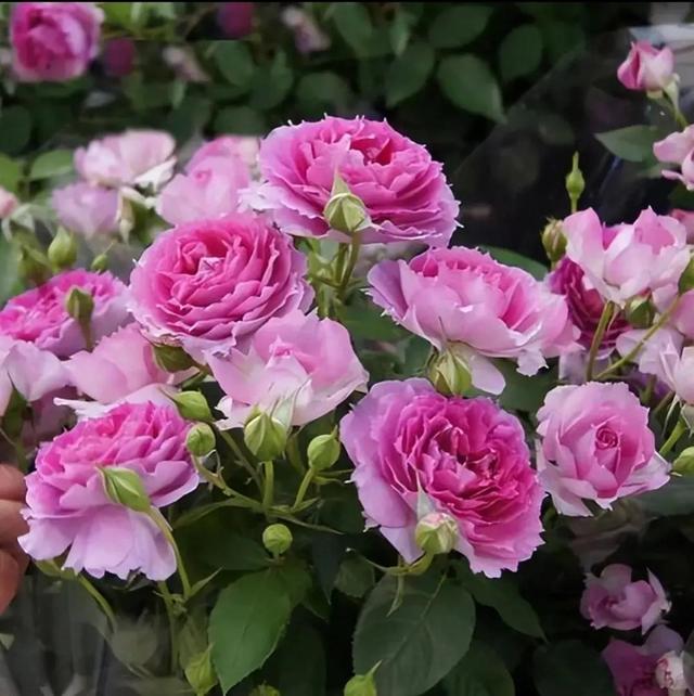 繁花似锦下一句是什么，一路繁花似锦下一句是什么（美醉你的心田）