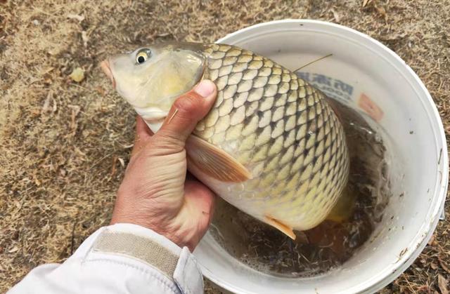 土鱼是啥子鱼，土鱼是啥子鱼图片（钓鱼不吃也别送人）