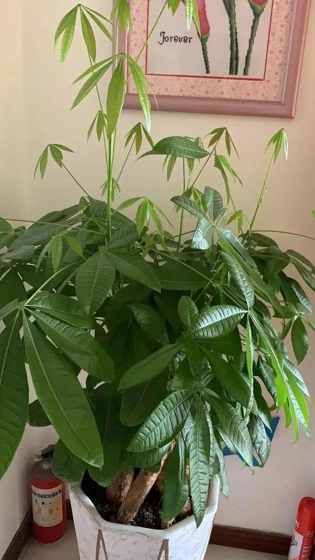 最适合家庭养殖的绿植花卉，家庭适合养殖的花卉植物（公认的10种“健康花”）