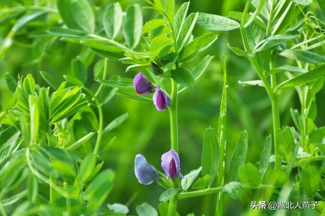 菜图片大全大图，饭店菜谱大全带图片（这43种时令野菜大量生长出来）