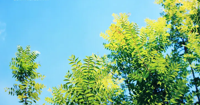 什么葱茏四字词语，关于葱葱茏茏的词语（有关仲夏的古诗词）