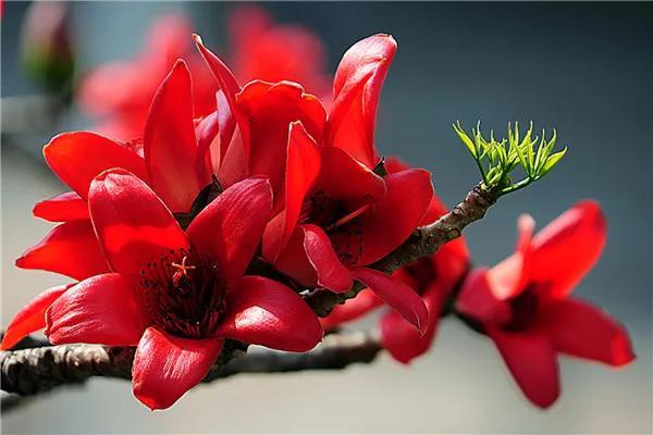 花的种类及花语，花的种类及各自花语（常见植物图鉴，出门识花不求人）