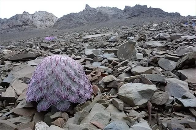 世界八大珍稀植物，2023届高考地理题型突破——必修一