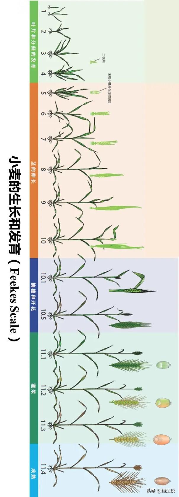 小米是什么农作物，粟是什么农作物（五谷之首的小米为何被四千多年前从西亚传入的小麦取代主粮地位）