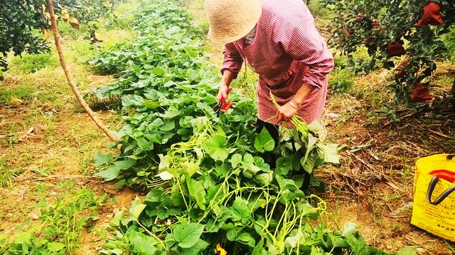 红薯叶怎么做好吃又简单，红薯叶怎么做好吃（秋天红薯叶农村遍地都是）